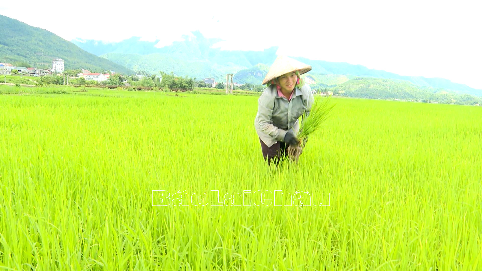 Nhờ việc kiên cố hóa kênh mương giúp các diện tích lúa của bà con trên địa bàn huyện Tam Đường phát triển tốt.